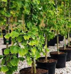 Гинкго Билоба видовая норма, P12, без упаковки в контейнере Colorline