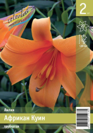 Лилия Африкан Куин 12/14 2шт. Эконом (TR) Colorline