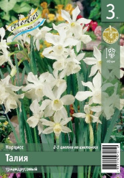 Нарцисс Талия  3шт. Эконом Colorline