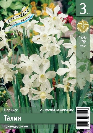 Нарцисс Талия  3шт. Эконом Colorline