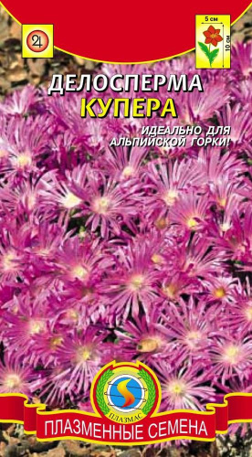 Делосперма Купера 10шт. цветной пакет Плазменные семена