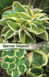 Хоста Кристмас Пейджант 1шт. Colorline