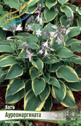 Хоста Ауреомаргината 1шт. Colorline