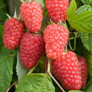 Малина Каскад Деляйт (редкая) Волжский Сад