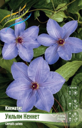 Клематис Уильям Кеннет 2шт. Colorline