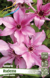 Клематис Изабелла 1шт. Colorline