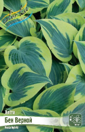 Хоста Бен Верной 1шт. Colorline