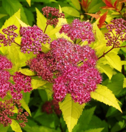 Спирея японская Голдфлэйм, Р9, без упаковки в контейнере Colorline