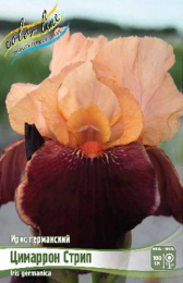 Ирис германский Цимаррон Стрип 1шт. Colorline