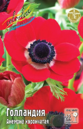Анемона Голландия 10шт. Colorline