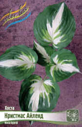 Хоста Кристмас Айленд 1шт. Colorline