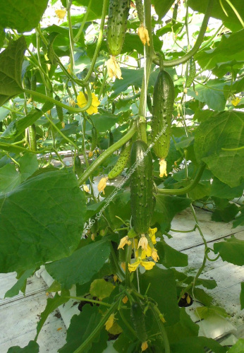 Огурец Тачанка F1 10шт. цветной пакет Манул