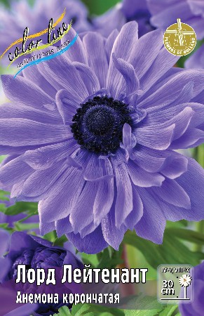 Анемона Лорд Лейтенант 10шт. Colorline