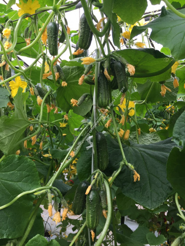 Огурец Матрешка F1 10шт. цветной пакет Манул