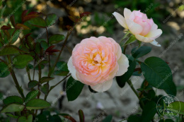 Роза шраб (Английская) Дездемона, белый/розовый, h-70-90см, d-6-8см Волжский Сад ВС001-522