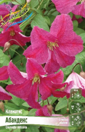 Клематис Абанденс 2шт. Colorline