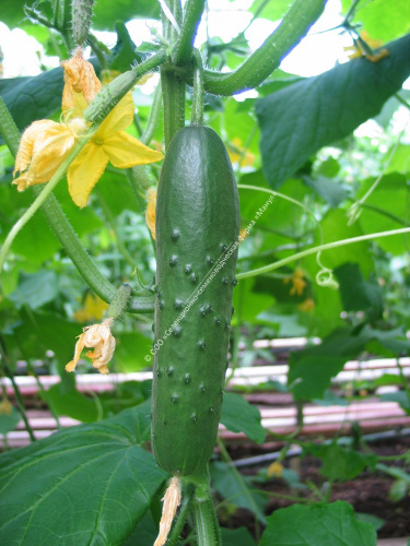 Огурец Зозуля F1 10шт. цветной пакет Манул