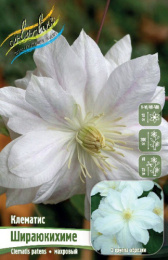 Клематис Шираюкихиме 2шт. Colorline