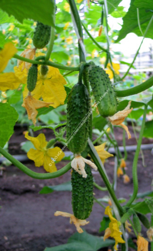 Огурец Кузнечик F1 10шт. цветной пакет Манул