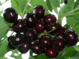 Черешня Подарок Степанову Волжский Сад