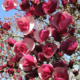 Магнолия Суланжа Рустика Рубра, P9, без упаковки в контейнере Colorline