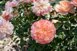 Роза шраб (Английская) Эдит, белый/розовый, h-60-80см, d-9-11см Волжский Сад ВС0041-401