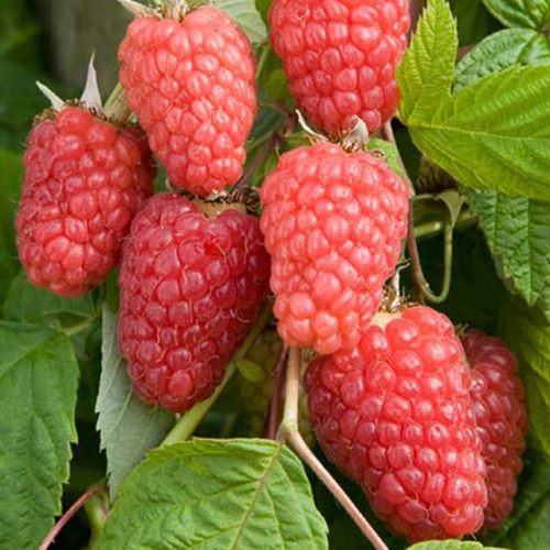 Малина Каскад Деляйт (редкая) Волжский Сад