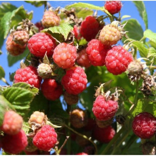 Малина Малиново-поляничный гибрид Волжский Сад