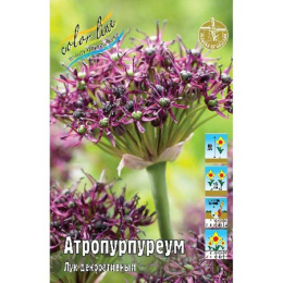 Шоу-бокс Лук декоративный Атропурпуреум 100шт. Colorline