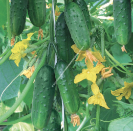 Огурец Младший лейтенант F1 10шт. цветной пакет Манул