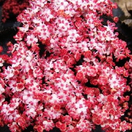 Бузина черная Блэк Тауэр, Р9, без упаковки в контейнере Colorline