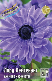 Анемона Лорд Лейтенант  5шт. Эконом Colorline