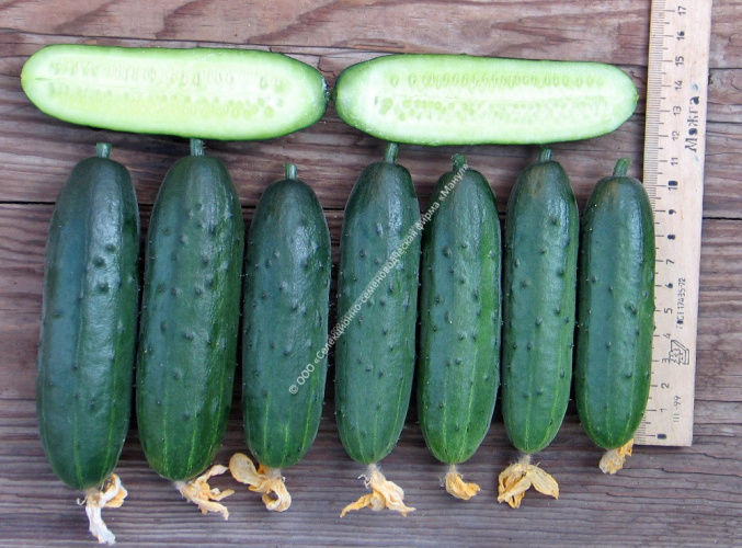 Огурец Карусель F1 10шт. цветной пакет Манул