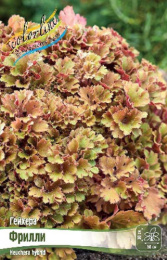 Гейхера Фрилли 1шт. Colorline