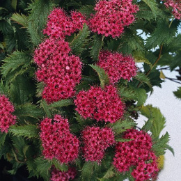 Спирея японская Криспа, C1.5, без упаковки в контейнере Colorline