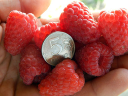 Малина Феномен Волжский Сад