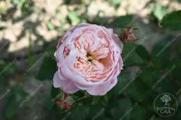 Роза шраб Плум, розовый, h-90-110см, d-7-9см Волжский Сад ВС001-677