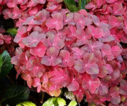 Гортензия крупнолистовая Чоколейт, P12, без упаковки в контейнере Colorline