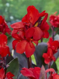 Канна Шайнинг Скарлет коричневый лист 1шт. Colorline