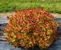 Спирея японская Мерло Стар, P9, без упаковки в контейнере Colorline