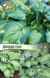 Хоста Джордж Смит 1шт. Colorline