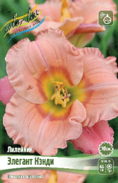 Лилейник Элегант Кэнди 1шт. Colorline