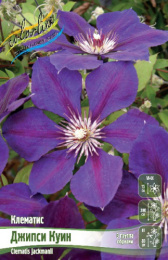 Клематис Джипси Куин 2шт. Colorline