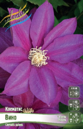 Клематис Вино 2шт. Colorline