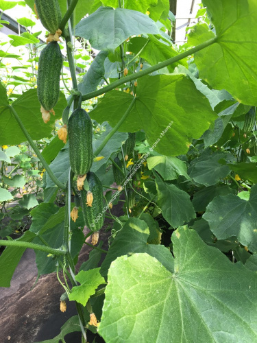 Огурец Артель F1 10шт. цветной пакет Манул