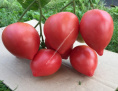 Томат Легенда 15шт. цветной пакет Манул