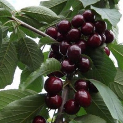 Черешня Ревна Волжский Сад