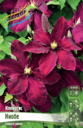 Клематис Ниобе 2шт. Colorline