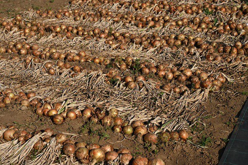 Лук репчатый Классика 1г цветной пакет Поиск