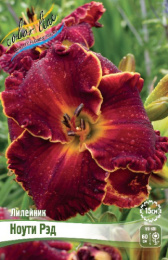 Лилейник Ноути Рэд 1шт. Colorline